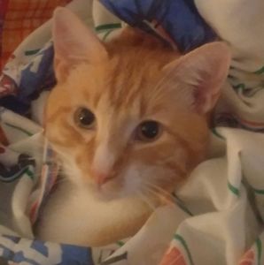 Meet your Posher, Amberdonald